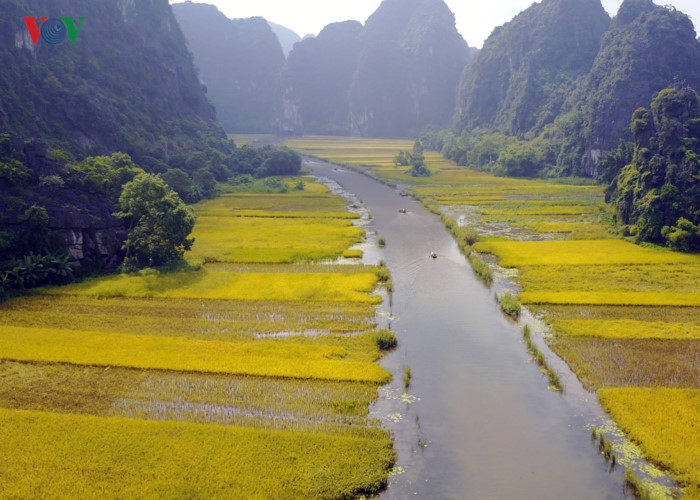 Tháng 5-6, những cánh đồng ở Tam Cốc - Bích Động (Hoa Lư, Ninh Bình) lại khoác lên mình màu vàng rực rỡ của lúa chín, nổi bật bên mảnh xanh tươi giữa núi non trùng điệp, tạo nên bức tranh thiên nhiên tuyệt đẹp.