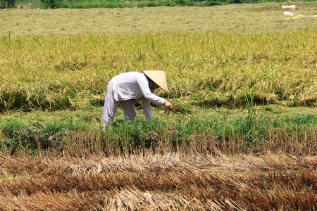 Đại biểu đề nghị cần đổi mới mô hình tăng trưởng nông nghiệp, quy hoạch, phát triển nông sản thế mạnh, tránh tình trạng được mùa mất giá.