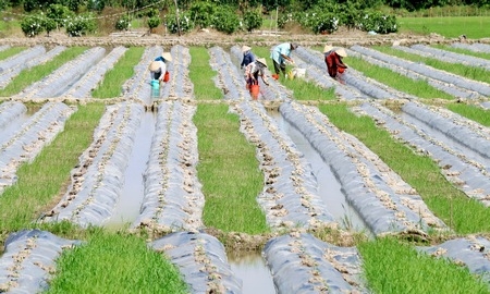 Cần đổi mới mô hình tăng trưởng nông nghiệp, quy hoạch, phát triển nông sản thế mạnh- ảnh: DƯƠNG THU 