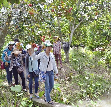 Các tour du lịch miệt vườn thu hút du khách.