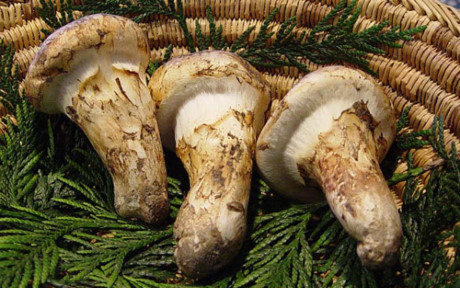 Nấm Matsutake là loại nấm được yêu thích ở Nhật Bản (Ảnh: Sống Khỏe)