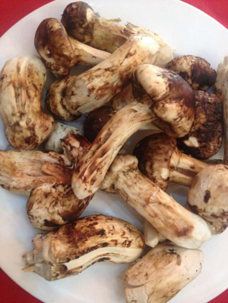 Nấm Matsutake vào đầu mùa có giá lên đến 2.000 USD/kg (Ảnh: Món ngon mỗi ngày)