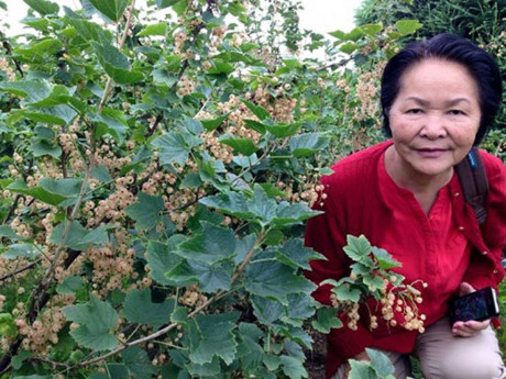 Thế nhưng, trên thực tế, nho chuỗi ngọc không thực sự “sang chảnh” như người bán quảng cáo. Bởi đây vốn dĩ chỉ là loại quả mọc ven đường tại các quốc gia châu Âu như: Anh, Pháp, Hà Lan… và có giá rất rẻ, khoảng 150– 400.000 đồng/ kg. (Ảnh: VnExpress)