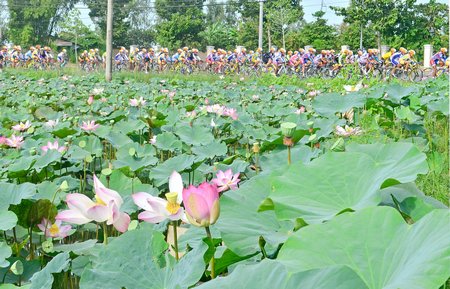 VĐV tranh tài tại mùa giải 2016, đi qua cánh đồng sen thuộc địa phận tỉnh Long An.