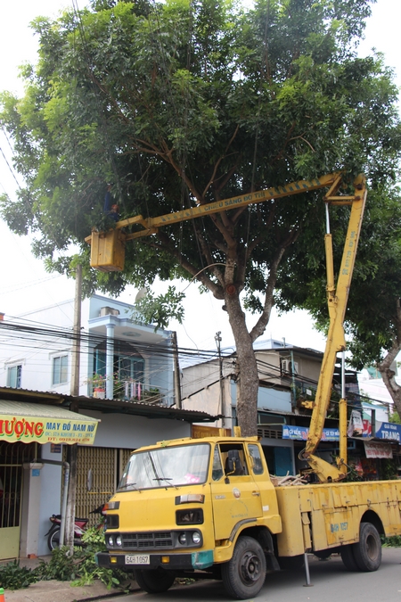 Cây xanh được rong mé thường xuyên để đảm bảo an toàn.