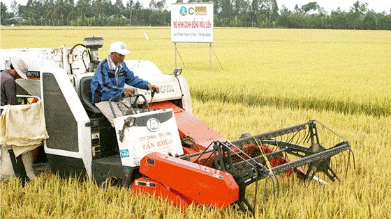 Thu hoạch lúa tại Hậu Giang. Ảnh: CAO PHONG