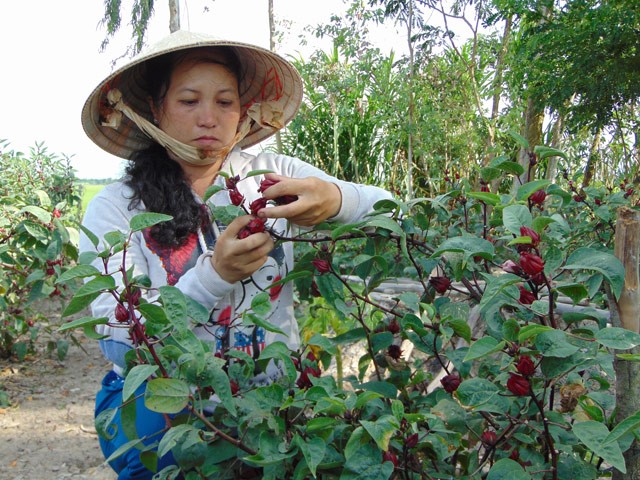 Chị Như đang thu hái những đài hoa atiso đỏ để bán tươi và chế biến thành mứt, nước giải khát.