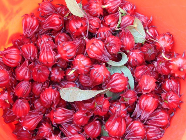Đài hoa atiso đỏ có thể dùng tươi như 1 gia vị để nấu các món ăn, chế biến thành mứt...