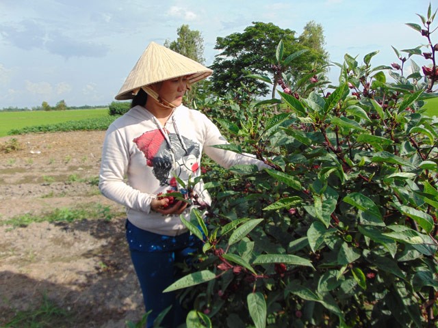 Chỉ với 1/4 công ruộng trồng atiso đỏ, chị Như có lãi 100 triệu đồng/năm.