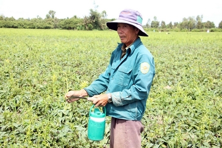 Cán bộ kỹ thuật kiểm tra mẫu khoai mỡ nhiễm bệnh lạ.