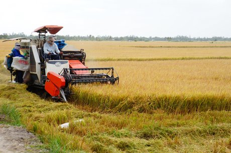 Vụ Hè Thu tiếp tục ghi nhận năng suất cao hơn vụ lúa Đông Xuân.