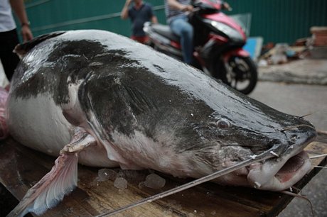 Cá lăng dài hơn 2m, nặng tới 192kg. 