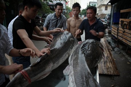 Dù có giá lên tới 920.000 đồng/kg nhưng không đủ để phục vụ khách hàng.