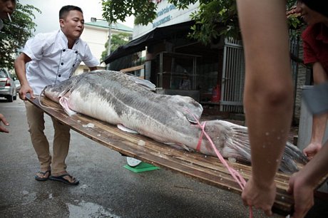 Tổng giá trị của cặp cá lăng lên tới 300 triệu đồng. 