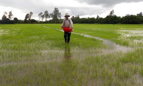 Mưa nhiều và áp lực sâu bệnh hại khiến việc sản xuất vụ lúa Thu Đông trở nên khó khăn hơn.