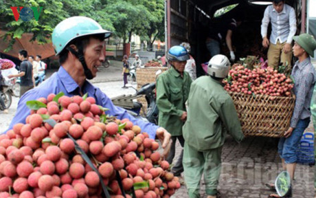 Vải thiều Lục Ngạn (Bắc Giang) ngon nổi tiếng