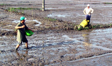 Xuống giống đồng loạt, né rầy theo từng khu vực là một trong những biện pháp mà ngành chuyên môn khuyến cáo để giảm áp lực rầy nâu, bệnh vàng lùn và lùn xoắn lá.