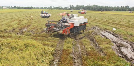 Cánh đồng mẫu lớn Ấp 10 vào vụ thu hoạch, cho năng suất cao, bán được giá nên bà con khá phấn khởi.