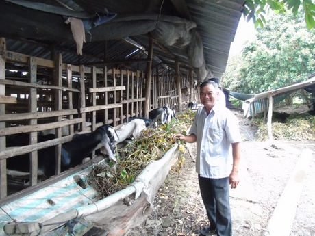 Ông Trần Văn Hùm và đàn dê cho thu nhập hàng trăm triệu/năm.