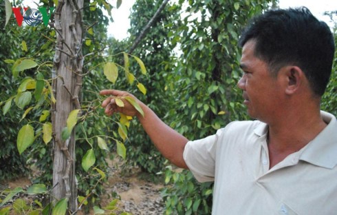 Giá tiêu xuống thấp khiến người trồng tiêu ở Phú Quốc đang gặp nhiều khó khăn. 