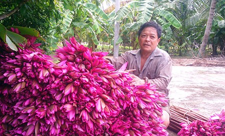 Thu hoạch bông súng của bà con nông dân xã Phương Phú.