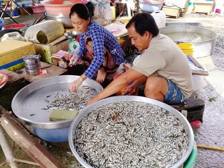 Cá linh non đầu mùa lũ đã về