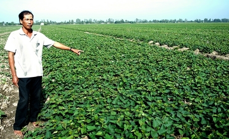 Ông Võ Văn Tước bên ruộng khoai lang nghịch vụ.