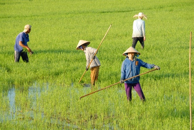 Nông dân An Giang SX lúa TĐ trong đê bao an toàn