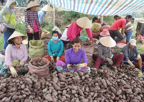 Công việc lựa khoai giúp cho nhiều lao động có việc làm với thu nhập ổn định.