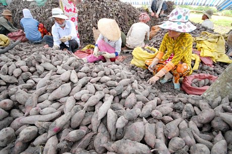 Thu hoạch khoai lang tím Nhật ở Vĩnh Long