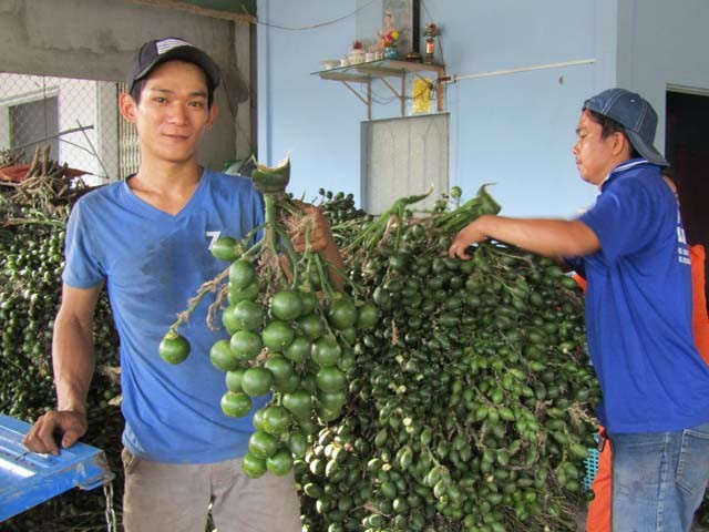 Những buồng cau tươi được các cơ sở sấy cau khô thu mua với giá 9.000 - 10.000 đồng/kg. Ảnh: Anh Thư