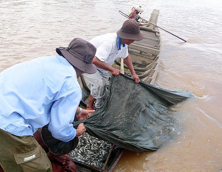 Nhiều nông dân đã có thu nhập từ vài trăm ngàn đồng đến cả triệu đồng trong ngày nhờ đánh bắt và bán cá linh.