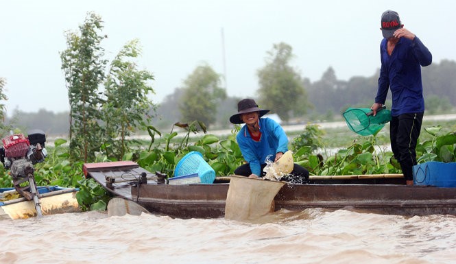 Niềm vui ngoài đồng của bà con vùng thượng nguồn thuộc tỉnh An Giang khi lũ về - Ảnh: CHÍ QUỐC