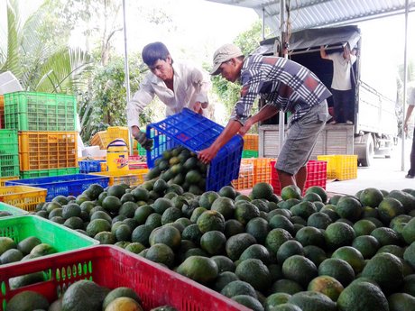 Cam sành thường bị “mã dại” ở vụ cho trái đầu tiên.