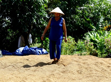 Lúa bị đổ ngã, thương lái chê đen, ướt. Người dân phải “gồng” sức phơi khô mong vớt vát được bao nhiêu hay bấy nhiêu.