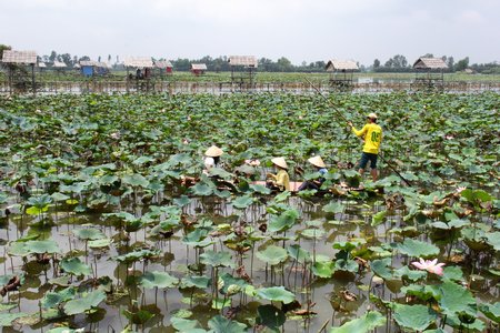 Du khách hòa vào cánh đồng sen bạt ngàn.