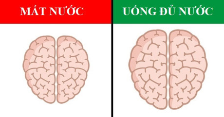 Bộ não nhạy cảm với mất nước: Não bộ chứa 80% là nước. Do đó, việc uống thiếu nước, thậm chí chỉ 2% lượng nước cần thiết, làm giảm hiệu quả làm việc của não bộ, dẫn đến suy giảm trí nhớ ngắn hạn và các khả năng nhận thức khác.