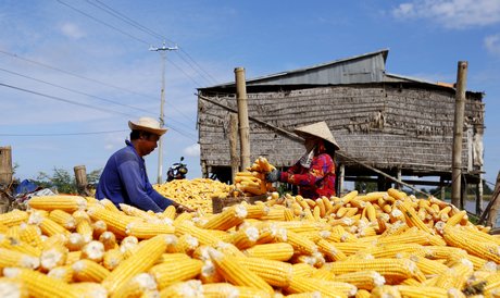 Nhiều diện tích bắp bị ngập và chết, để giảm thiểu thất thoát người dân phải thu hoạch gấp.