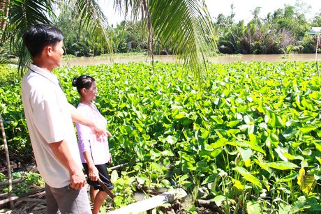  Mô hình trồng lục bình để đan thảm đang mở ra hướng giải quyết việc làm có hiệu quả ở địa phương này.