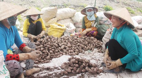 Mục tiêu cốt lõi của xây dựng NTM là nâng cao chất lượng cuộc sống người dân nông thôn. Trong ảnh: Khoai lang trúng mùa, nhà nông tăng thu nhập.