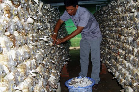 Phôi nấm bào ngư xám đang trong quá trình 