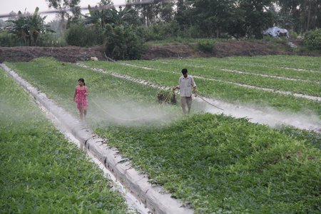  Ruộng đồng sản xuất liên tục đất đai bạc màu, sâu bệnh phát sinh và chi phí sản xuất sẽ nhiều hơn.