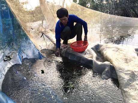 Người dân vùng lũ ngày càng có ý thức trong việc khai thác và bảo tồn các loài cá non như cá linh, lòng ròng…