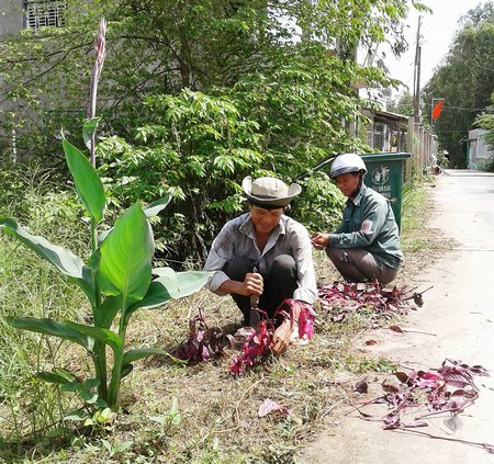 Sau khi dọn cỏ, nhiều giống hoa, kiểng lá được trồng mới để từng bước làm đẹp cảnh quang. 