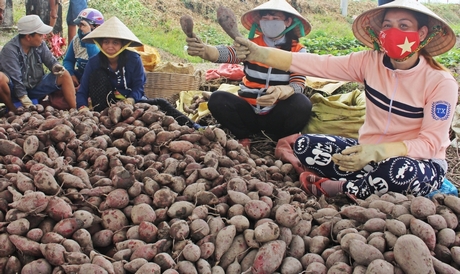 Cơ cấu lại ngành nông nghiệp gắn với xây dựng NTM đã từng bước cải thiện cuộc sống người dân.