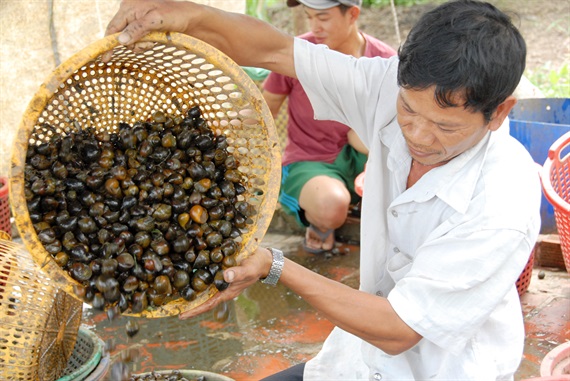 Tuy nhiên theo người dân bắt ốc cho biết, ốc bươu và ốc lát hiện nay đang bị ốc bươu vàng lấn sân chính vì vậy chỉ có mùa lũ 2 loại ốc này mới xuất hiện nhiều