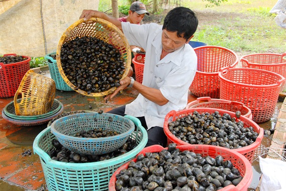 Anh Lê Văn Thương, chủ cơ sở thu mua ốc ở xã Nhơn Ái, huyện Phong Điền, TP. Cần Thơ cho hay, vào những tháng mùa lũ về mỗi ngày thu mua gần 1-2 tấn ốc bươu và lát để cung cấp cho thị trường ở TP.HCM và miền Bắc. “Mỗi ngày như vậy anh kiếm trên 2 triệu đồng rất khỏe”, anh Thương chia sẻ!