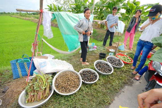 Những ngày này đi từ nông thôn ra thành thị đều thấy người dân bài bán ốc