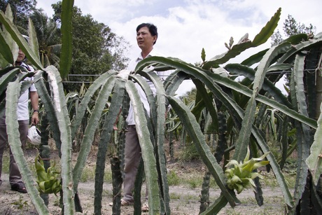 Anh Minh cho biết, trồng thanh long thả giàn sẽ tận dụng được khoảng trống.