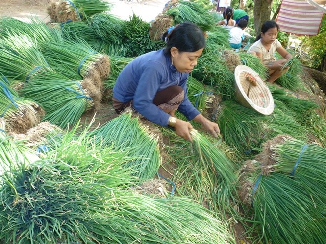 Hành lá giao cho thương lái